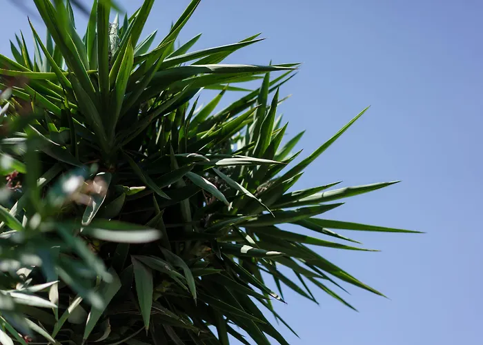 מלון Costa Maya 3*